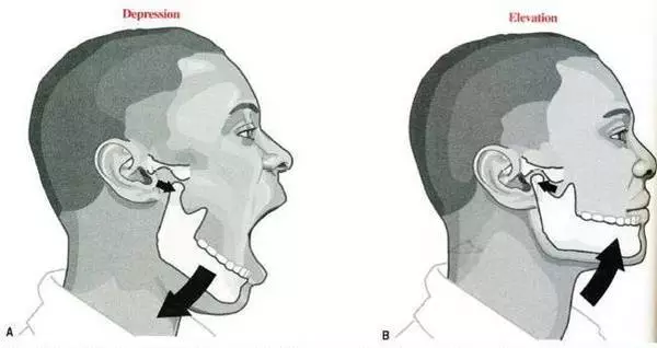 张闭口颞下颌关节运动示意图